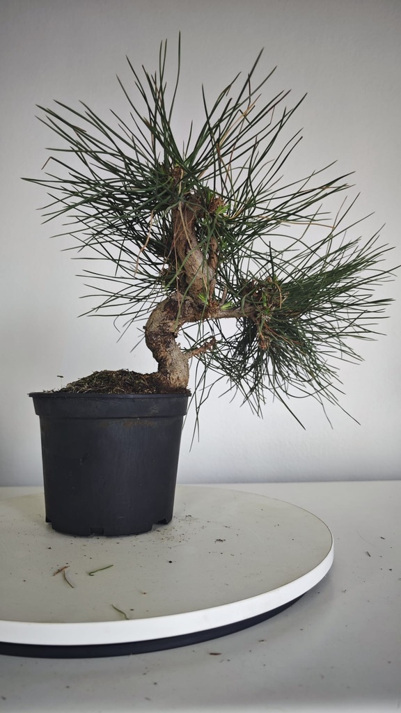 * P 6 Pinus thunbergii 70 euros con envio gratis peninsula.