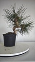 * P 6 Pinus thunbergii 70 euros con envio gratis peninsula.