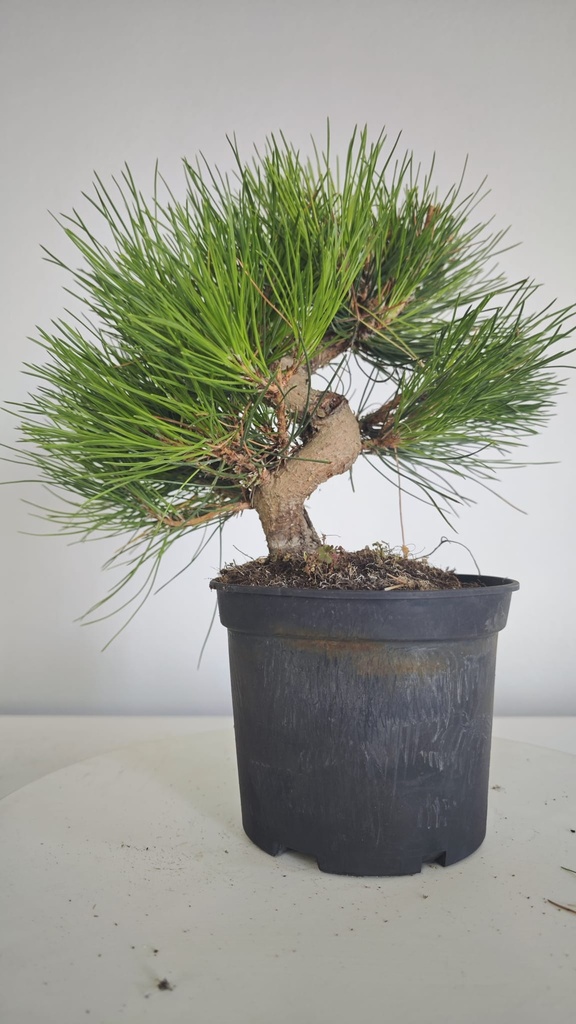 * P 8 Pinus thunbergii 70 euros con envio gratis peninsula.