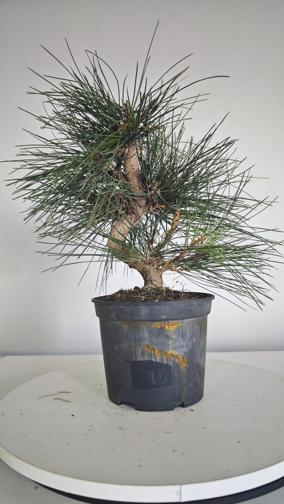 * P 9 Pinus thunbergii 70 euros con envio gratis peninsula.