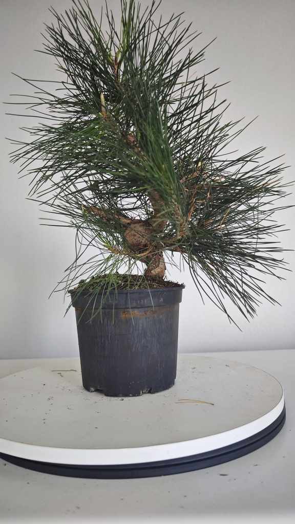 * P 10 Pinus thunbergii 70 euros con envio gratis peninsula.