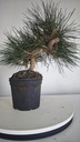 * P 11 Pinus thunbergii 70 euros con envio gratis peninsula.