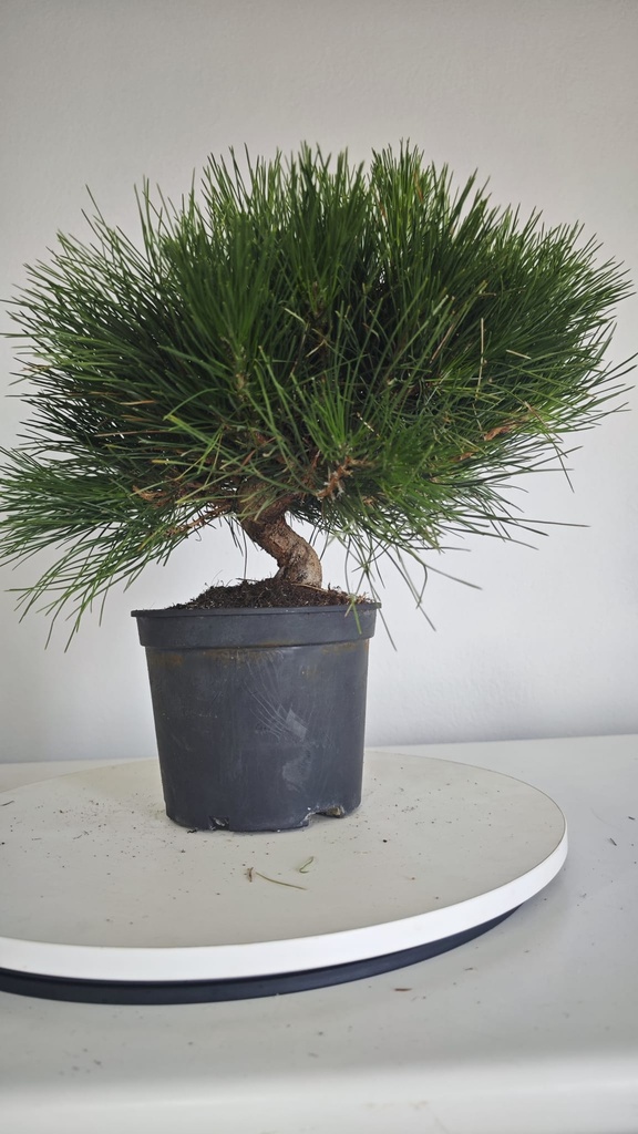 * P 12 Pinus thunbergii 70 euros con envio gratis peninsula.