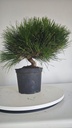 * P 12 Pinus thunbergii 70 euros con envio gratis peninsula.