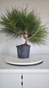 * P 13 Pinus thunbergii 70 euros con envio gratis peninsula.