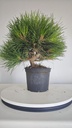 * P 14 Pinus thunbergii 70 euros con envio gratis peninsula.