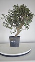 *Q 3. Quercur suber 90 euros con envio gratis peninsula.