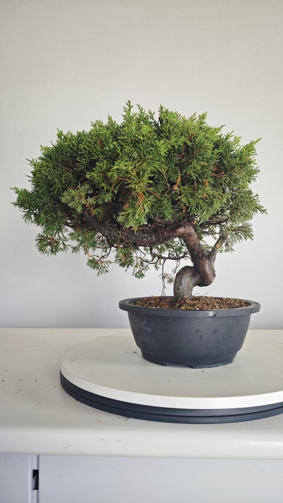 * I 5  Juniperus chinensis itoigawa 260 euros con envio gratis peninsula.