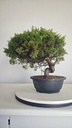 * I 5  Juniperus chinensis itoigawa 260 euros con envio gratis peninsula.