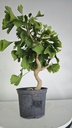 *GI 25 Ginkgo 70 euros con envio gratis peninsula.