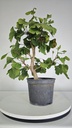 *GI 26 Ginkgo 70 euros con envio gratis peninsula.