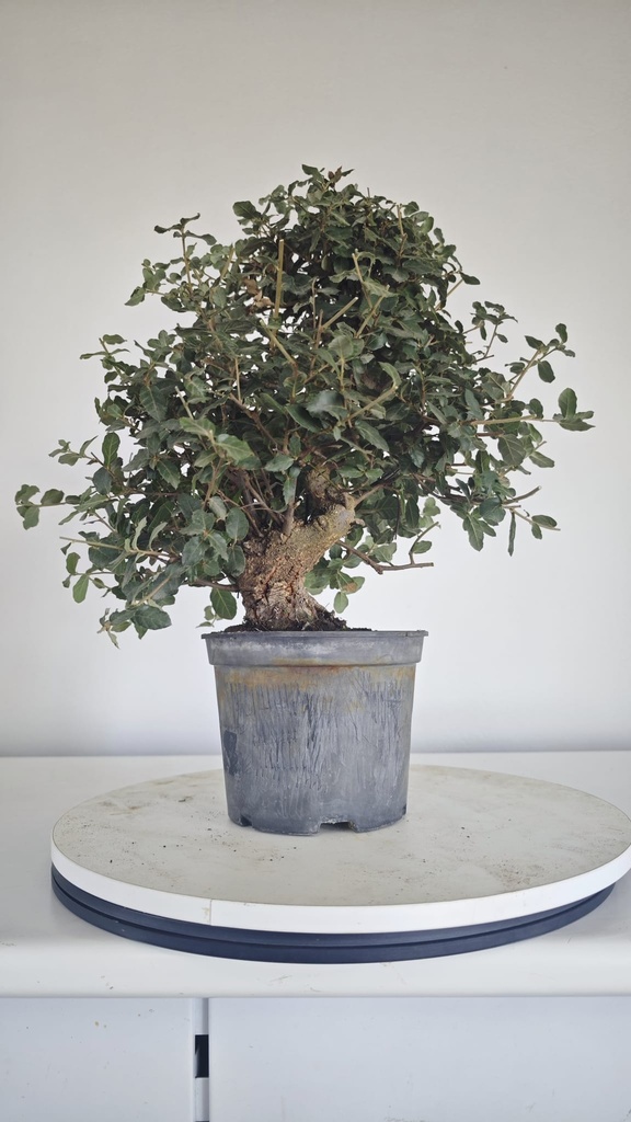 * Q 1 Quercus suber 95 euros con envio gratis peninsula.