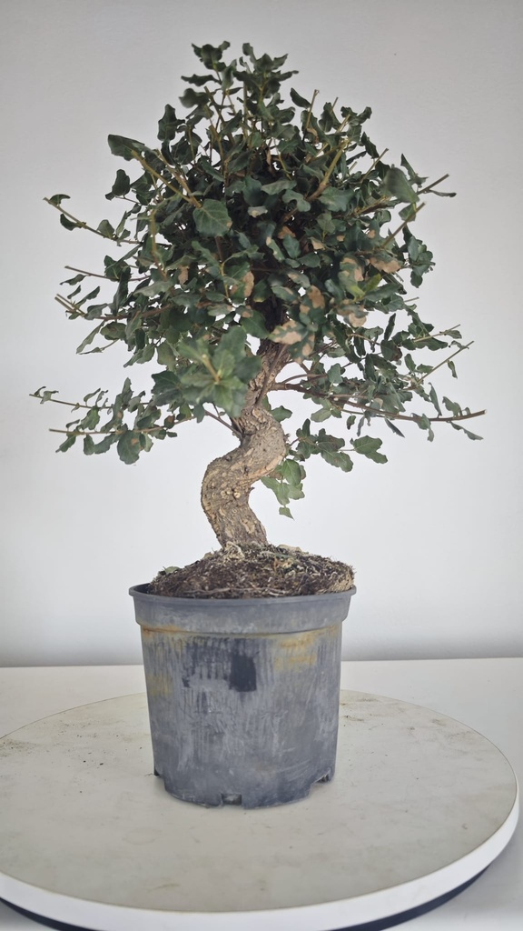 * Q 2 Quercus suber 95 euros con envio gratis peninsula.