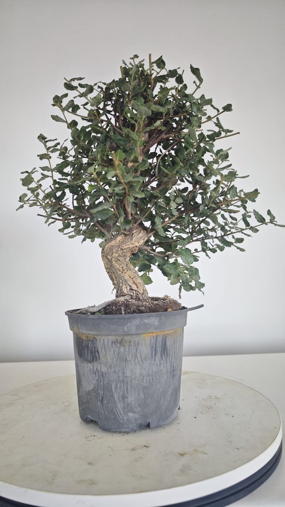 * Q 3 Quercus suber 95 euros con envio gratis peninsula.