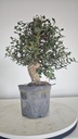 * Q 3 Quercus suber 95 euros con envio gratis peninsula.