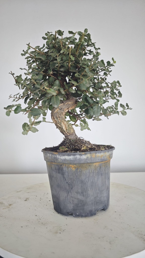 * Q 4 Quercus suber 95 euros con envio gratis peninsula.