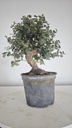 * Q 4 Quercus suber 95 euros con envio gratis peninsula.