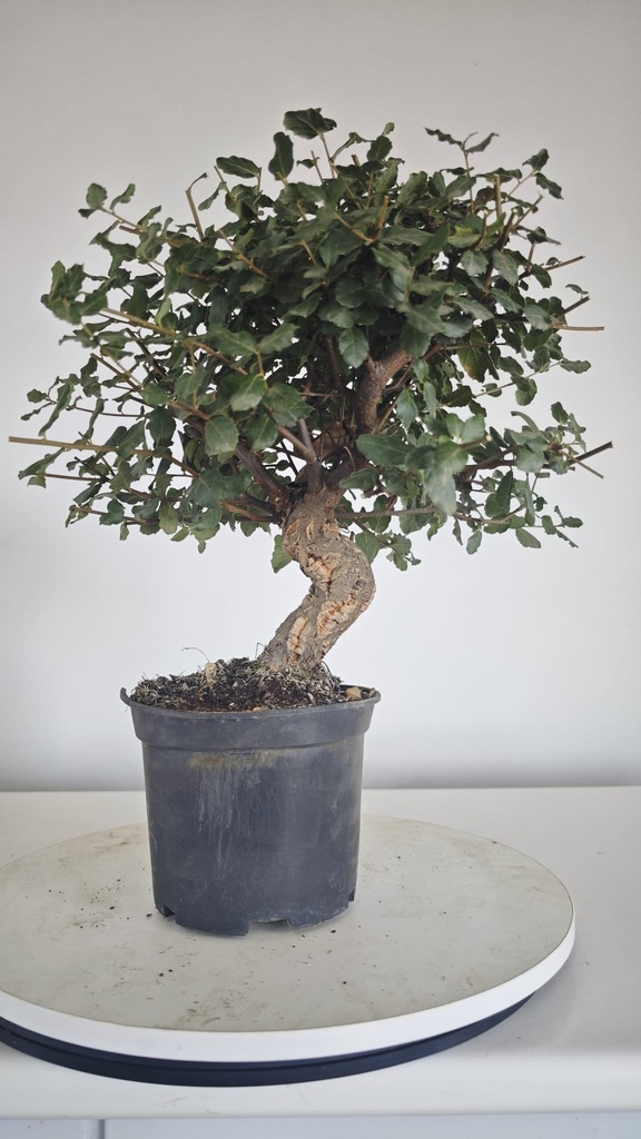 * Q 5 Quercus suber 95 euros con envio gratis peninsula.