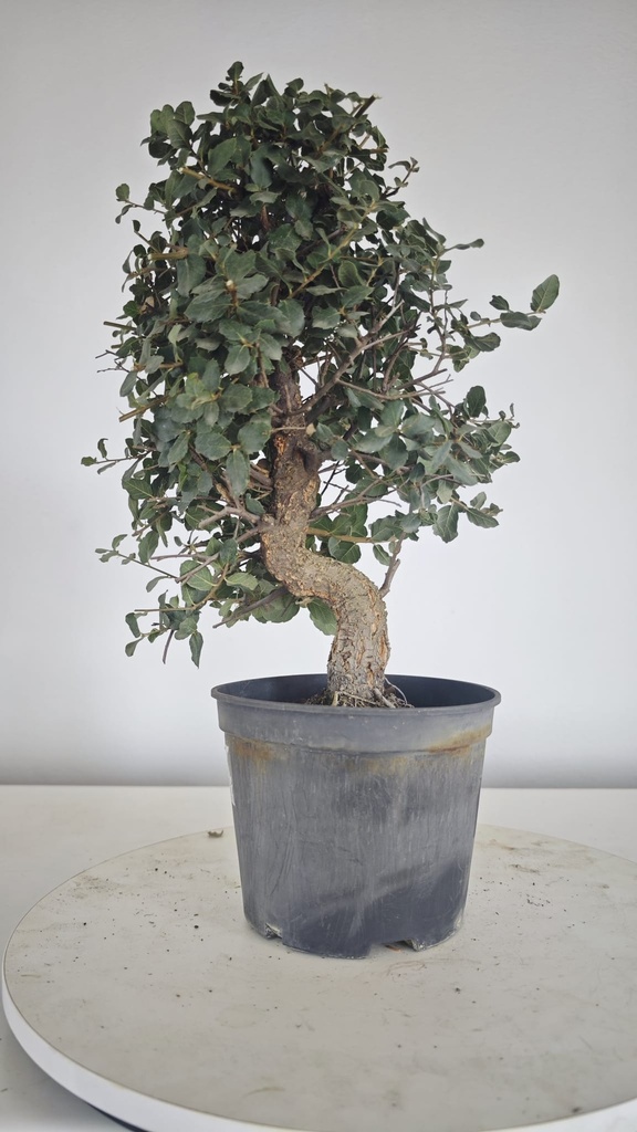 * Q 6 Quercus suber 95 euros con envio gratis peninsula.