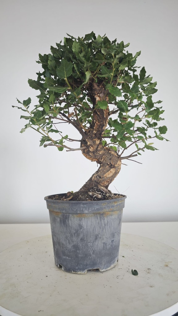 * Q 9 Quercus suber 95 euros con envio gratis peninsula.