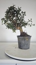 * Q 10 Quercus suber 95 euros con envio gratis peninsula.