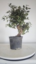 * Q 11 Quercus suber 95 euros con envio gratis peninsula.