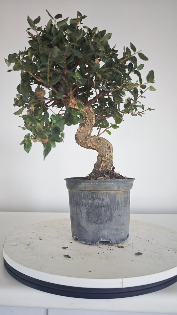 * Q 12 Quercus suber 95 euros con envio gratis peninsula.