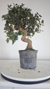 * Q 12 Quercus suber 95 euros con envio gratis peninsula.