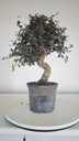 * Q 13 Quercus suber 95 euros con envio gratis peninsula.