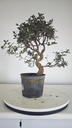 * Q 15 Quercus suber 95 euros con envio gratis peninsula.