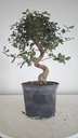 * Q 16 Quercus suber 95 euros con envio gratis peninsula.