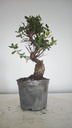 * Q 17 Quercus suber 95 euros con envio gratis peninsula.