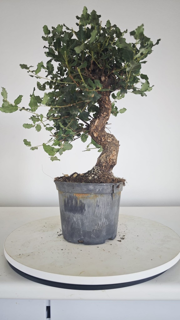 * Q 18 Quercus suber 95 euros con envio gratis peninsula.