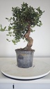 * Q 18 Quercus suber 95 euros con envio gratis peninsula.