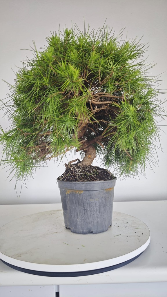 * H 1 Pinus halepensis 95 con envio gratis peninsula