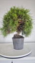 * H 1 Pinus halepensis 95 con envio gratis peninsula