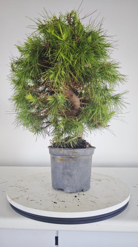 * H 3 Pinus halepensis 95 con envio gratis peninsula