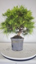 * H 5 Pinus halepensis 95 con envio gratis peninsula
