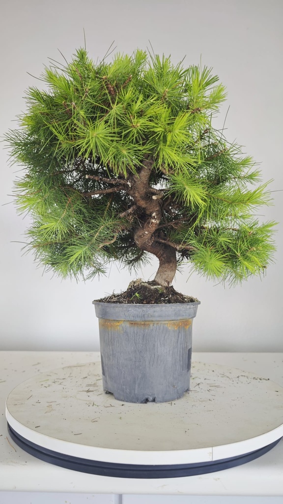 * H 6 Pinus halepensis 95 con envio gratis peninsula