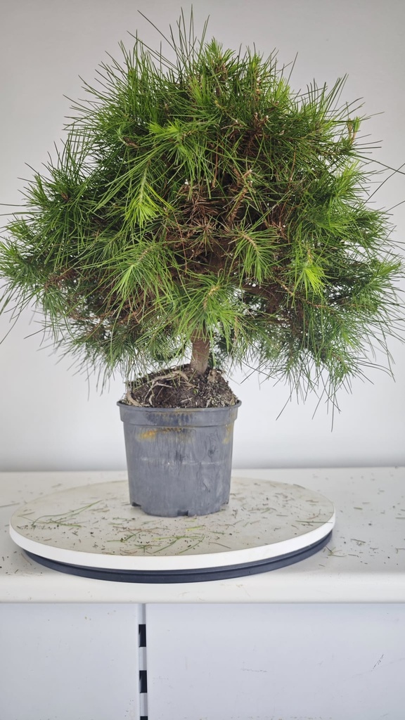 * H 7 Pinus halepensis 95 con envio gratis peninsula