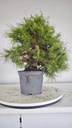 * H 9 Pinus halepensis 95 con envio gratis peninsula