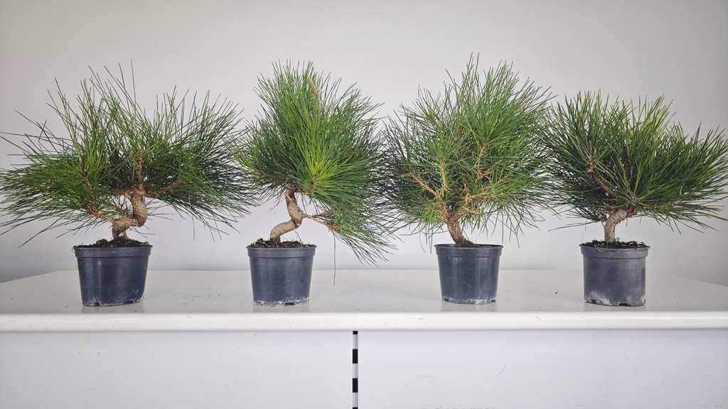 * P 1 Pinus thunbergii 49 euros con envio gratis peninsula.