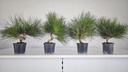 * P 1 Pinus thunbergii 49 euros con envio gratis peninsula.