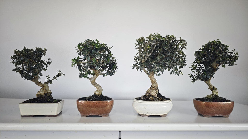 * O 1 Olea sylvestris europea 66 euros con envio gratis peninsula.