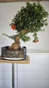 *Py 1 Pyracantha 595 euros con envio gratis peninsula.