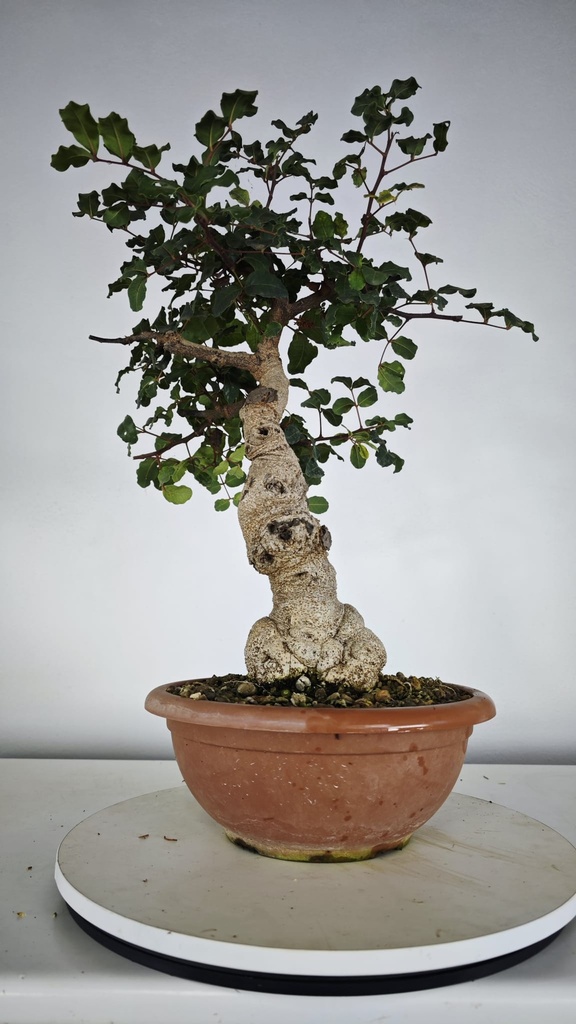 Ceratonia siliqua, algarrobo 95 euros con envio gratis peninsula.