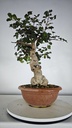 Ceratonia siliqua, algarrobo 95 euros con envio gratis peninsula.