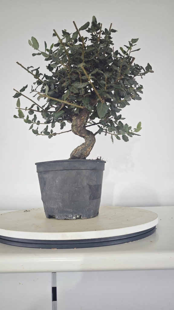 * Q 19 Quercus suber 95 euros con envio gratis peninsula.