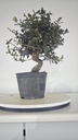 * Q 19 Quercus suber 95 euros con envio gratis peninsula.