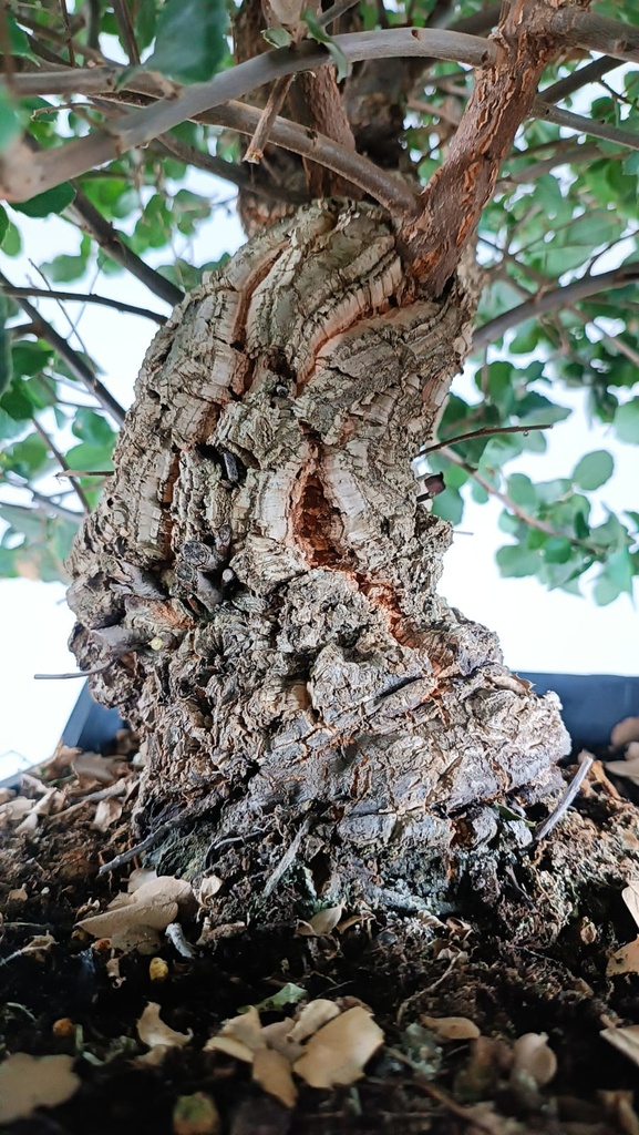 Quercus suber. 620 euros.